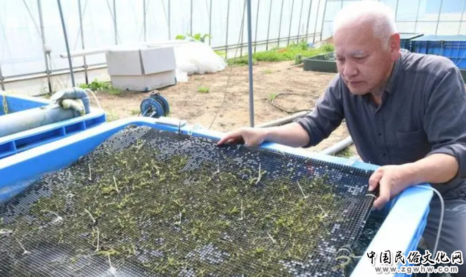 【侠客岛|解局】够损!日本竟给G7峰会准备了“福岛大餐”